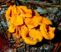 Craterellus odoratus