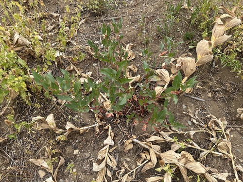Image of Koenigia phytolaccifolia by no rights reserved