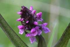 Dactylorhiza incarnata cruenta