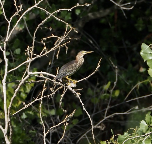 Green Heron photographed in New Mexico