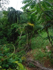 Arecaceae