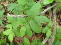 Vaccinium erythrocarpum