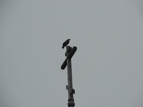 Common Raven