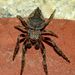 Knobbled Orbweaver - Photo (c) Steve Kerr, some rights reserved (CC BY), uploaded by Steve Kerr