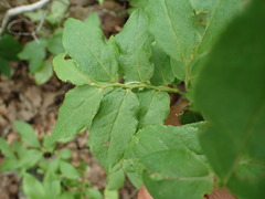 Vaccinium erythrocarpum