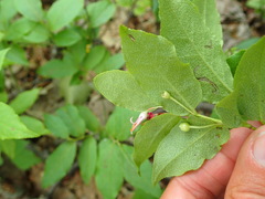 Vaccinium erythrocarpum