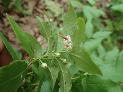 Vaccinium erythrocarpum