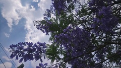 Jacaranda mimosifolia