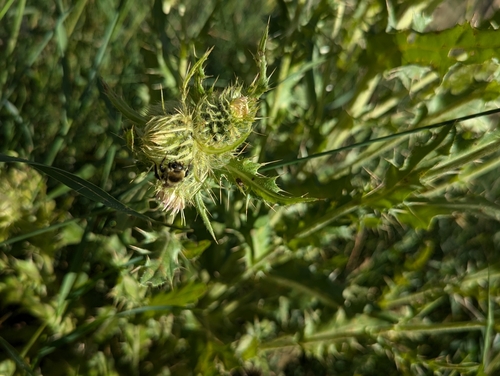 Image of Cirsium parryi by (c) Tom and T Herman, some rights reserved (CC BY)
