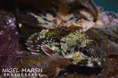 Bovichtus angustifrons