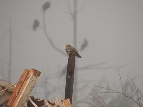 European Starling