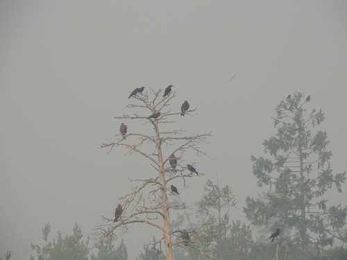 Black Kite