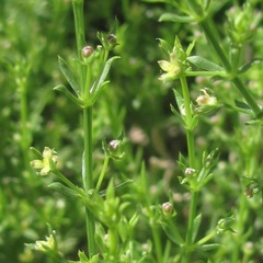 Galium microphyllum