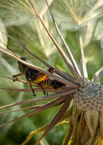 Dawson's Spur-throat Grasshopper photo 4