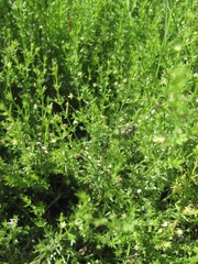 Galium microphyllum