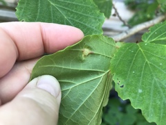 Hormaphis hamamelidis