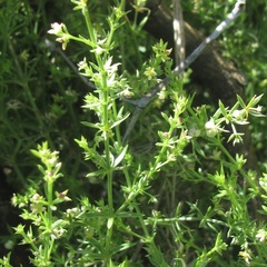 Galium microphyllum