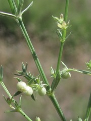 Galium microphyllum