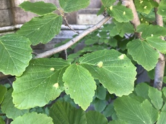 Hormaphis hamamelidis