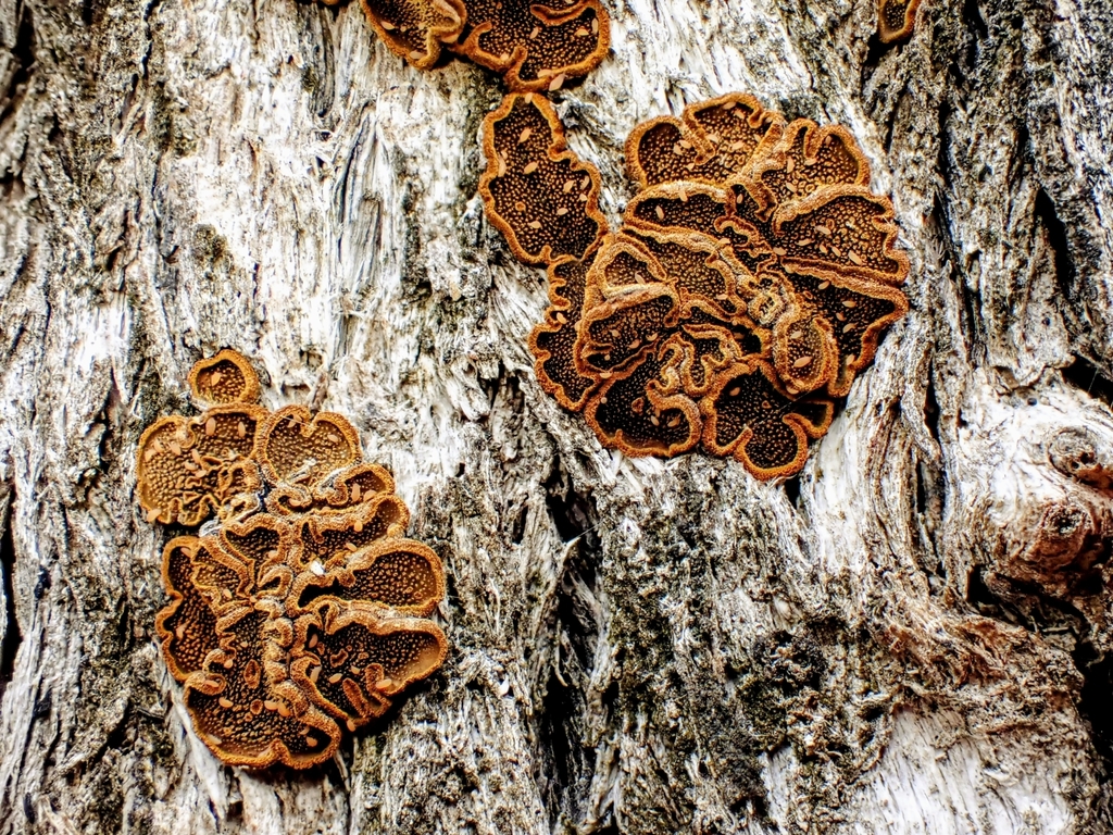 Campylomyces