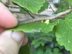 Hormaphis hamamelidis