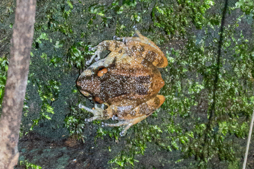 Saribau Eastern Frog, Alcalus sariba
