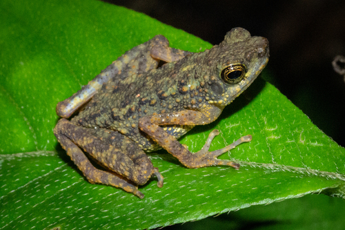 Dwarf Slender Toad, Ansonia minuta