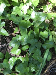Hedera hibernica