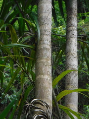 Arecaceae