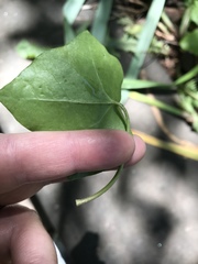 Hedera hibernica