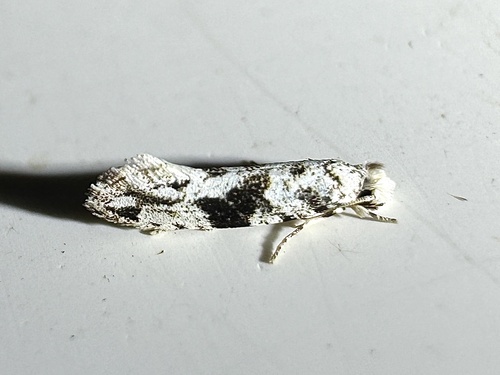Black-patched Nemapogon photo 2