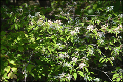 Amelanchier asiatica