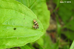 Mesoptyelus nigrifrons