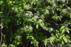 Amelanchier asiatica