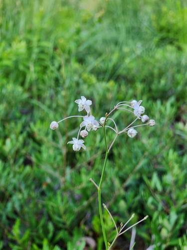 Image of Asclepias cinerea by (c) Scott Allen Davis, some rights reserved (CC BY)