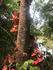 Sterculia megistophylla