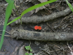 Sarcoscypha occidentalis