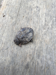 Nepomorpha