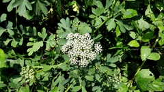 Peucedanum japonicum