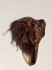 Telamona ampelopsidis
