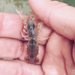 Upogebia