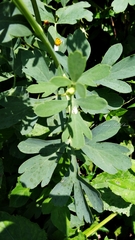 Peucedanum japonicum