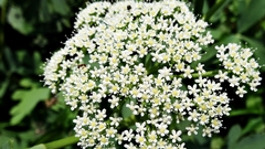 Peucedanum japonicum