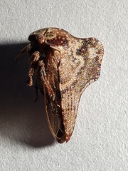 Telamona ampelopsidis