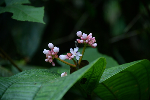 Medinilla alpestris
