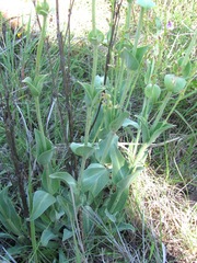 Penstemon fendleri
