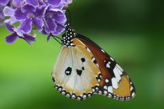 Danaus chrysippus chrysippus