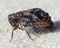 Dictyobia