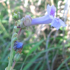 Penstemon fendleri