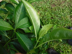 Rubiaceae